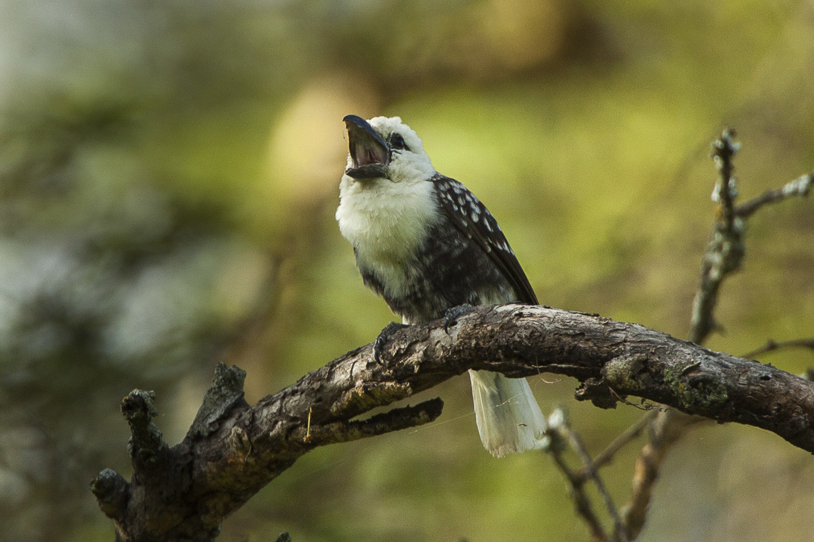 image White-headed Barbet